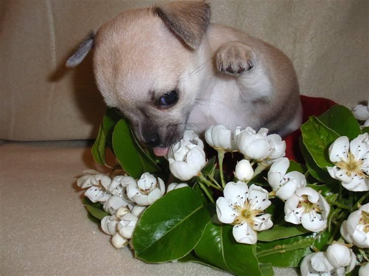 Chihuahua Pudselykke Bang-on Isis *DKK* billede 7