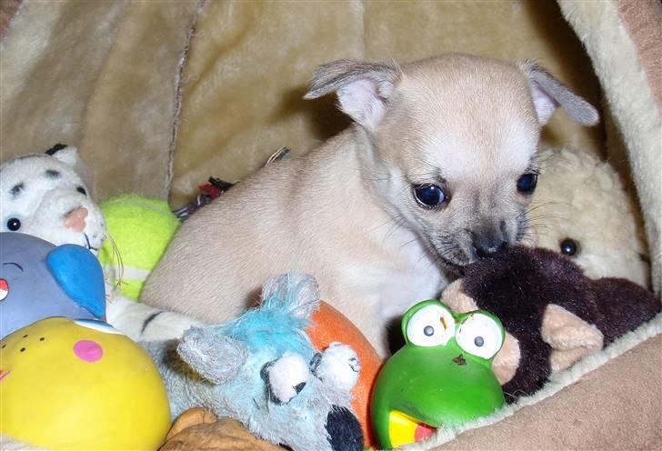 Chihuahua Pudselykke Bang-on Isis *DKK* billede 8