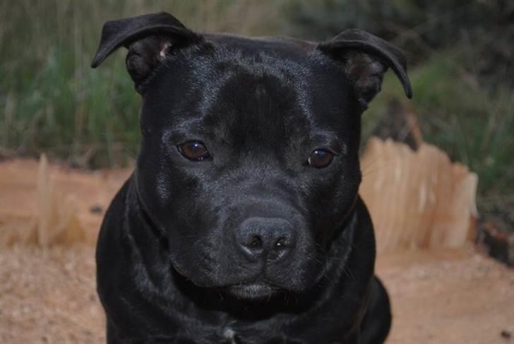 Staffordshire bull terrier **Angelic Staff ENZO** - vores dejlige derneg 10 måneder:) billede 1