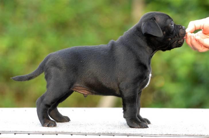 Staffordshire bull terrier **Angelic Staff ENZO** billede 3