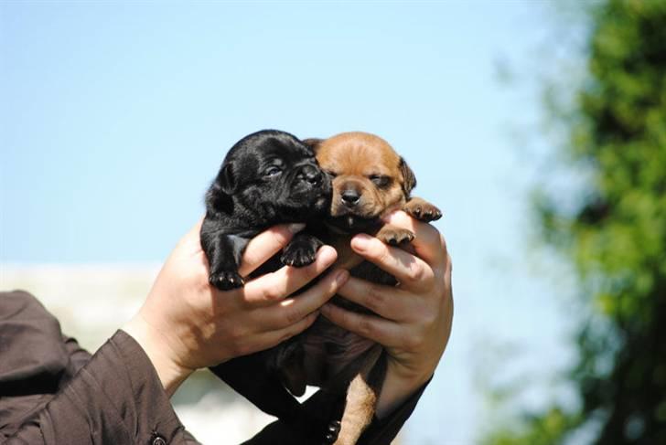 Staffordshire bull terrier **Angelic Staff ENZO** - Enzo og bror. billede 4