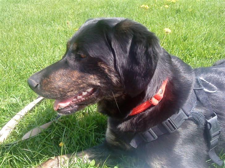 Blanding af racer Zita billede 1