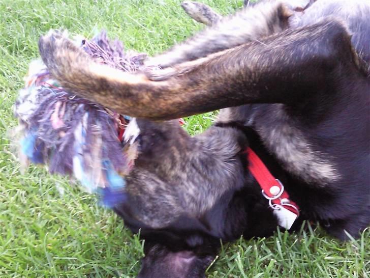 Blanding af racer Zita billede 2