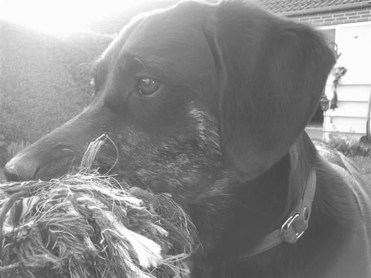 Blanding af racer Zita billede 3