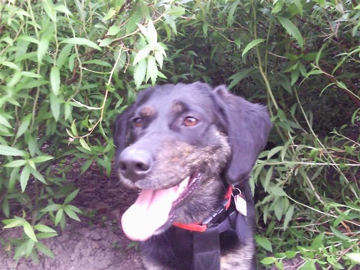 Blanding af racer Zita billede 4