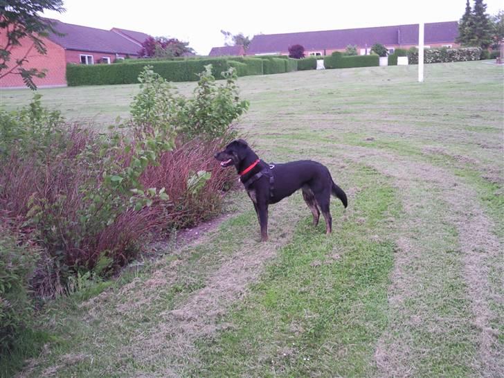 Blanding af racer Zita billede 5