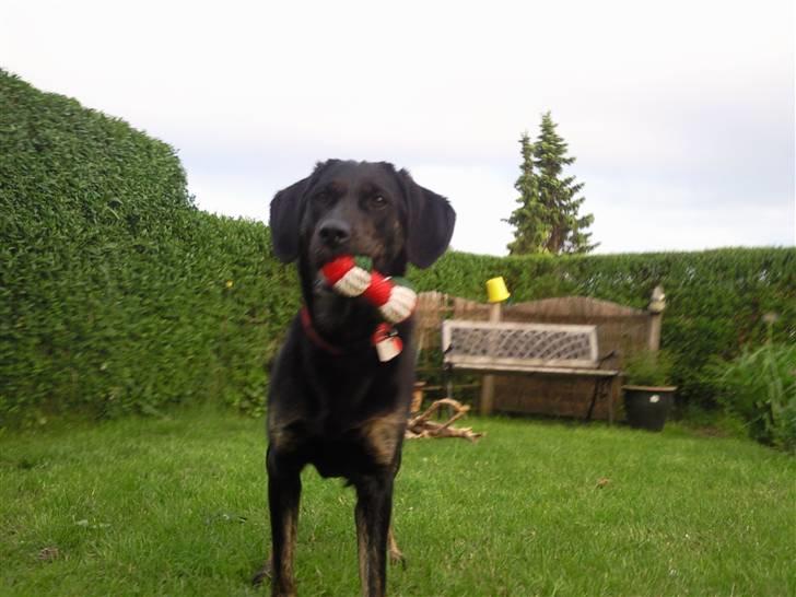 Blanding af racer Zita billede 6