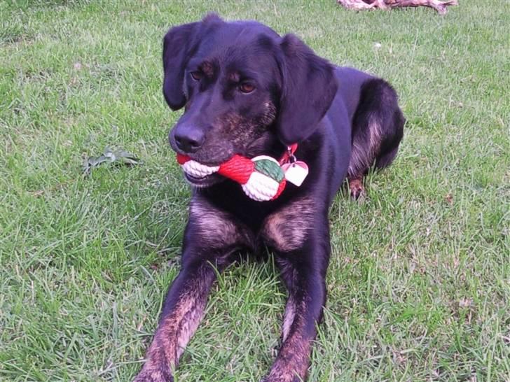 Blanding af racer Zita billede 7