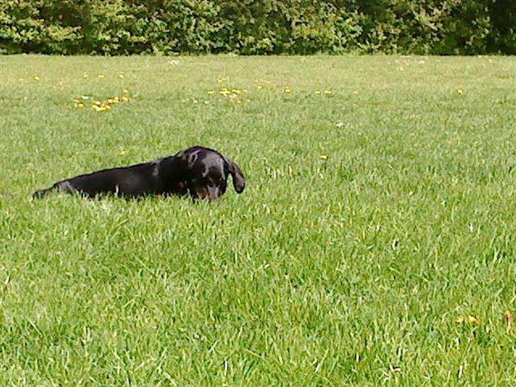 Blanding af racer Zita billede 8