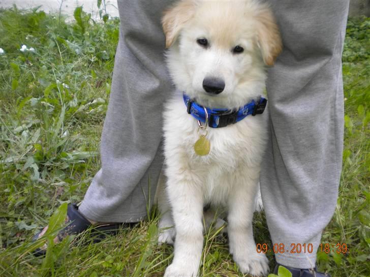 Hvid schæfer Manse solgt :( billede 1