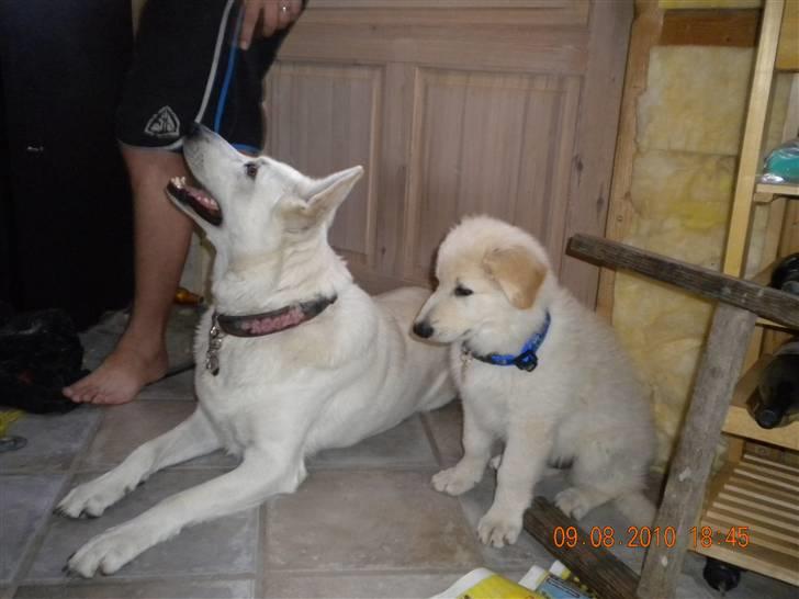Hvid schæfer Manse solgt :( - manse og hans stolte far milo :) billede 2