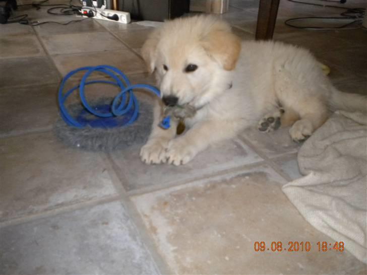 Hvid schæfer Manse solgt :( billede 3