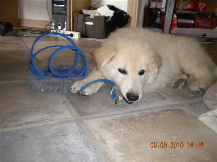 Hvid schæfer Manse solgt :( billede 4