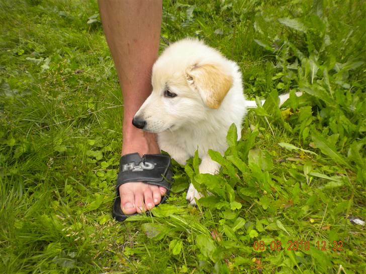 Hvid schæfer Manse solgt :( billede 5