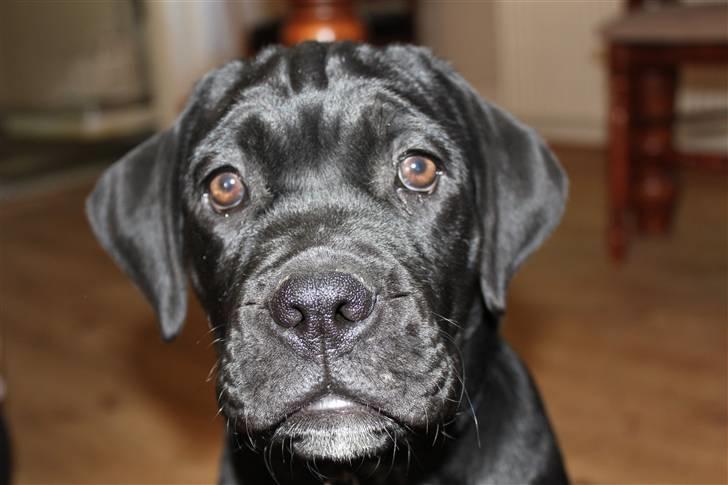 Blanding af racer Amadeus billede 8