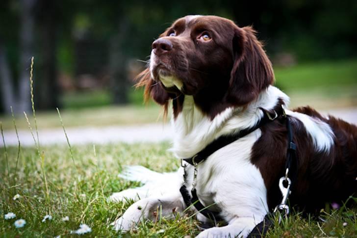 Drentsche patrijshond Vindhøjs Lucca - hun har fået øje på en fugl :o) - foto: cp-photo billede 1