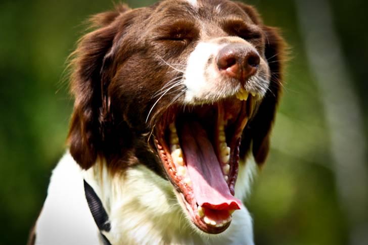 Drentsche patrijshond Vindhøjs Lucca - fik lige fanget hende da hun gabte! - foto: cp-photo billede 2