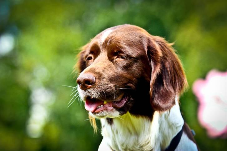 Drentsche patrijshond Vindhøjs Lucca - flot er hun foto: cp-photo (mig) billede 3