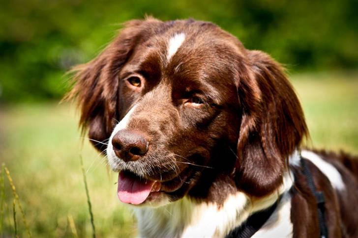 Drentsche patrijshond Vindhøjs Lucca - hun lytter til mig :o) foto: cp-photo billede 4
