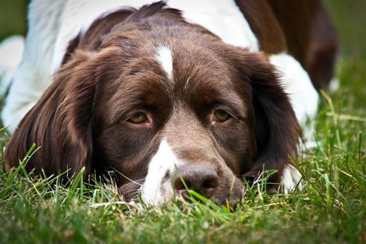 Drentsche patrijshond Vindhøjs Lucca - ligger i græsset og nyder vejret. foto: cp-photo billede 5