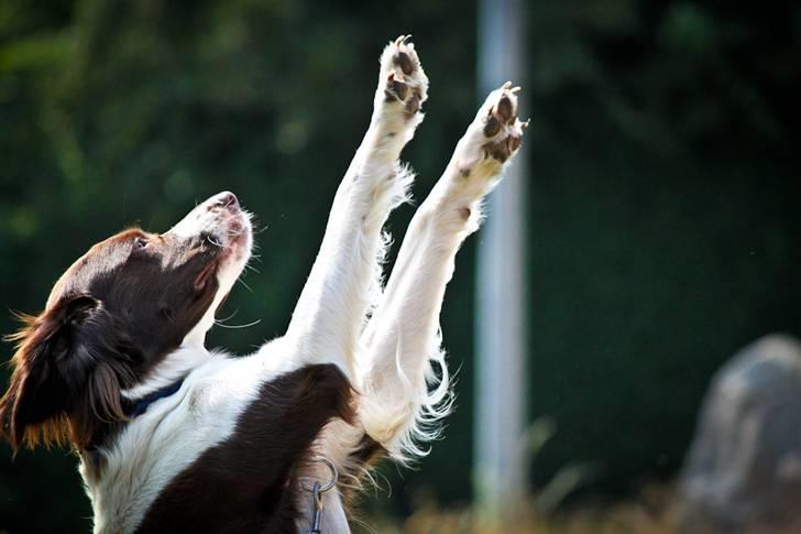 Drentsche patrijshond Vindhøjs Lucca - giv me high five!! så kær. foto: cp-photo (mig) billede 6
