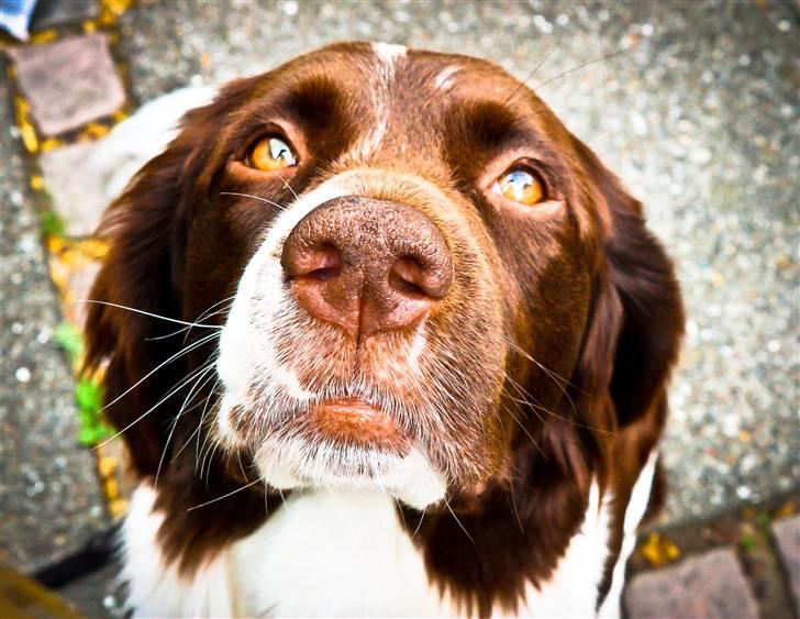 Drentsche patrijshond Vindhøjs Lucca - tog et billede fra hende oppe fra :) billede 7