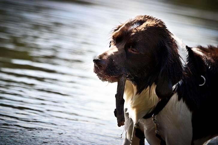 Drentsche patrijshond Vindhøjs Lucca - ude i søen :) foto: cp billede 8