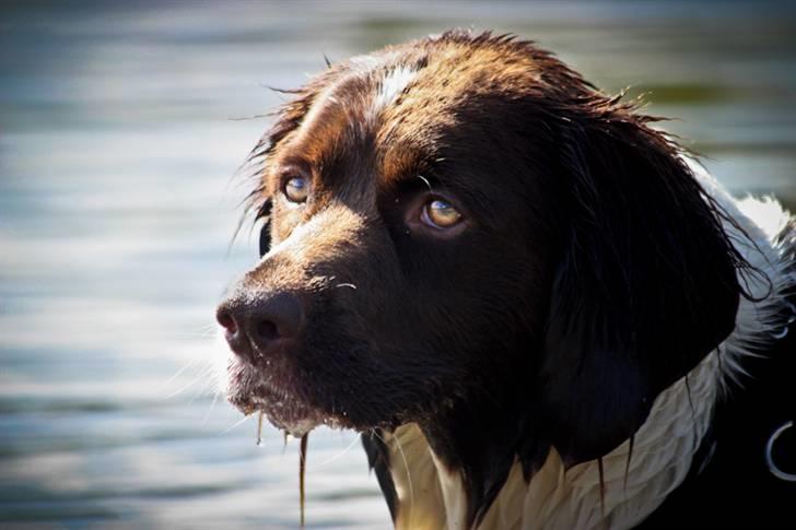 Drentsche patrijshond Vindhøjs Lucca - smukke øjne! ö foto: cp-photo billede 9