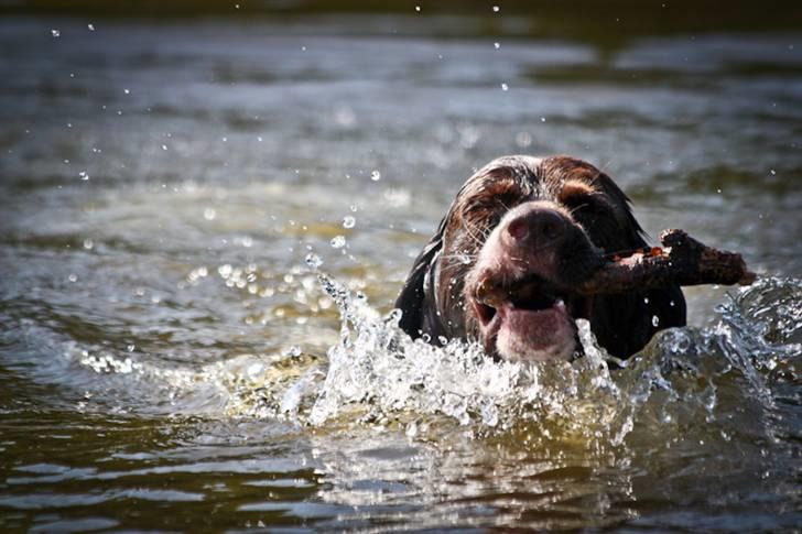 Drentsche patrijshond Vindhøjs Lucca - første gang hun svømmer! :D foto: cp-photo billede 10