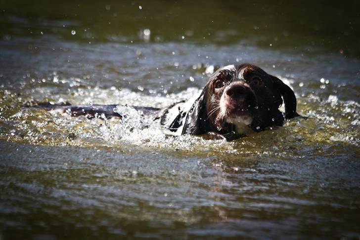 Drentsche patrijshond Vindhøjs Lucca - holder øjne med en fugl! :)  billede 11