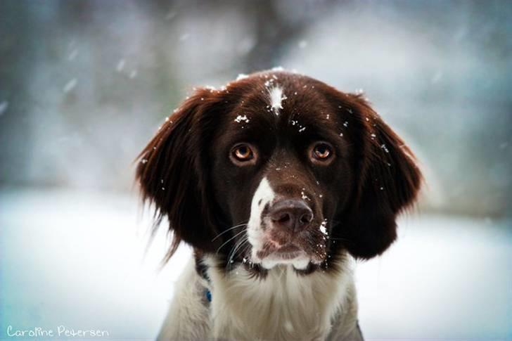Drentsche patrijshond Vindhøjs Lucca - Vinters 2010 :-) billede 12