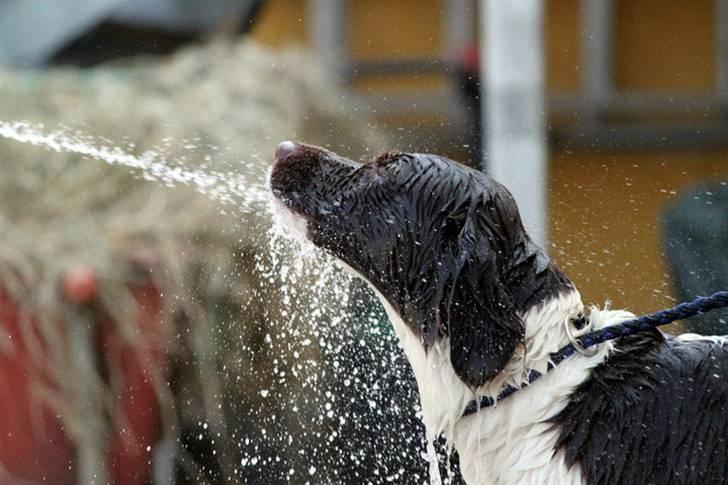 Drentsche patrijshond Vindhøjs Lucca - på rideskolen bliver hun lige kølet ned! :-) billede 13