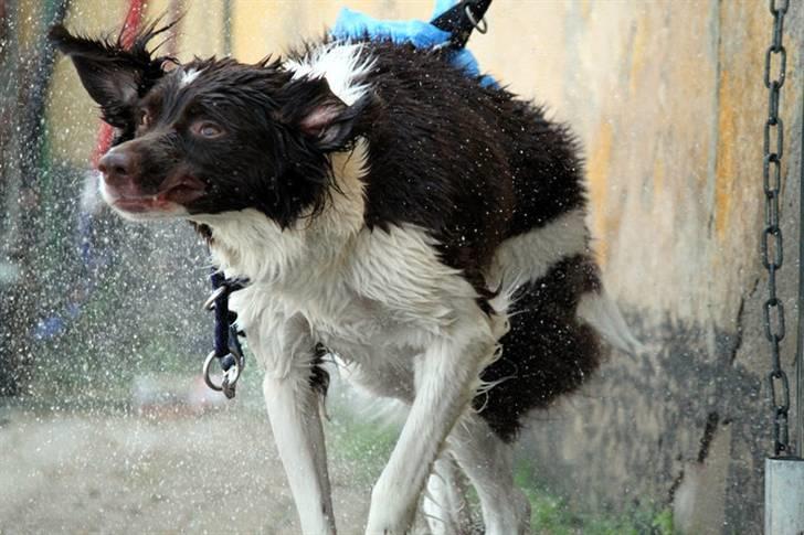 Drentsche patrijshond Vindhøjs Lucca - uhh en rotte! - cp-photo billede 14