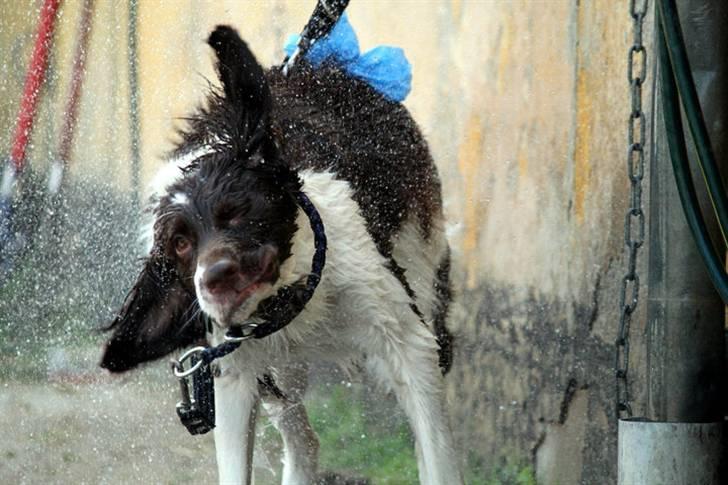 Drentsche patrijshond Vindhøjs Lucca billede 15