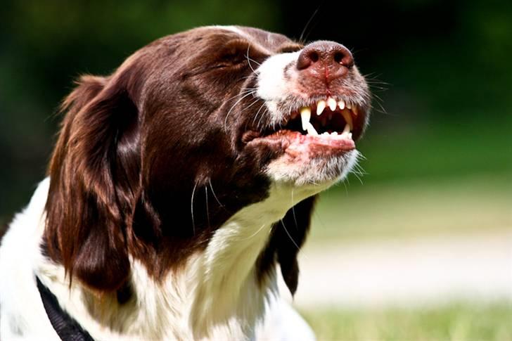 Drentsche patrijshond Vindhøjs Lucca - hahah´ gris!  billede 17