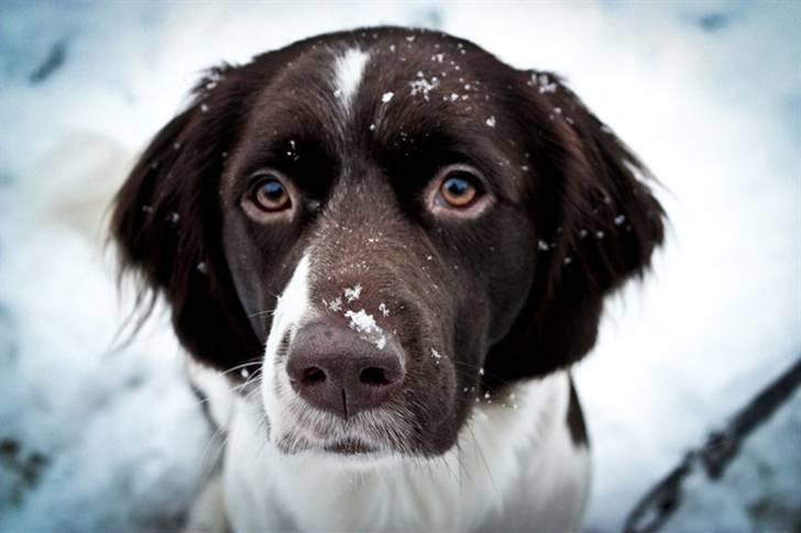 Drentsche patrijshond Vindhøjs Lucca billede 18