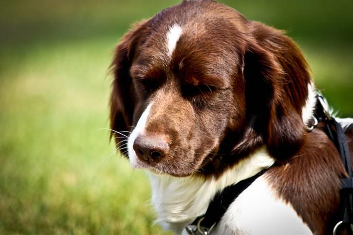 Drentsche patrijshond Vindhøjs Lucca billede 19