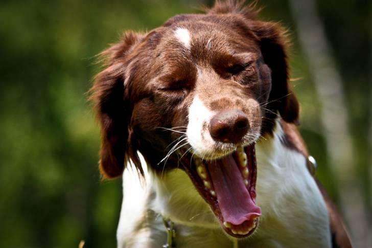 Drentsche patrijshond Vindhøjs Lucca billede 20