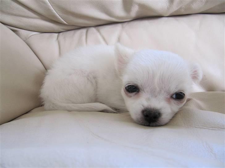 Chihuahua Molly billede 1