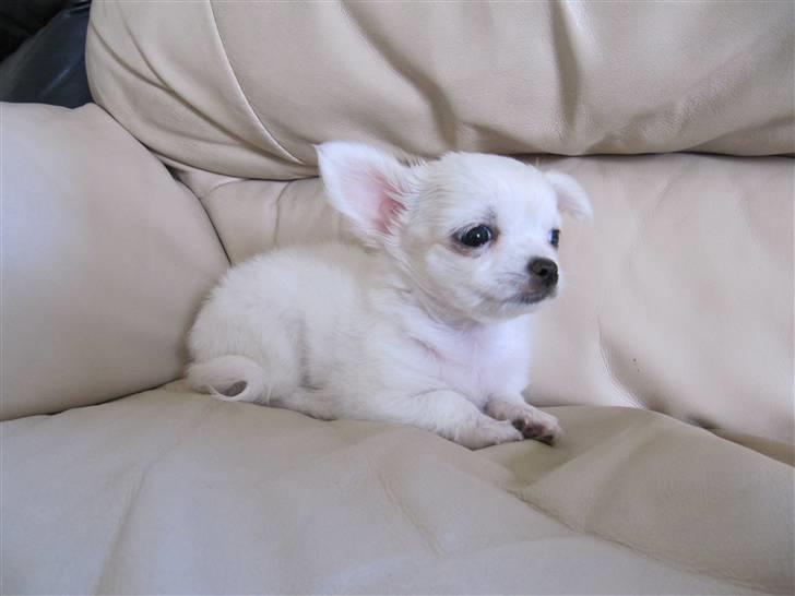 Chihuahua Molly billede 2