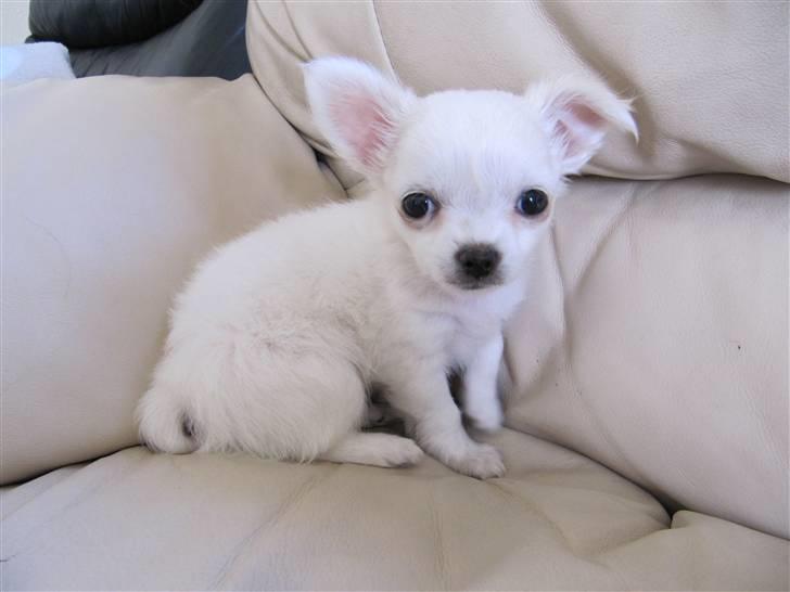 Chihuahua Molly billede 3