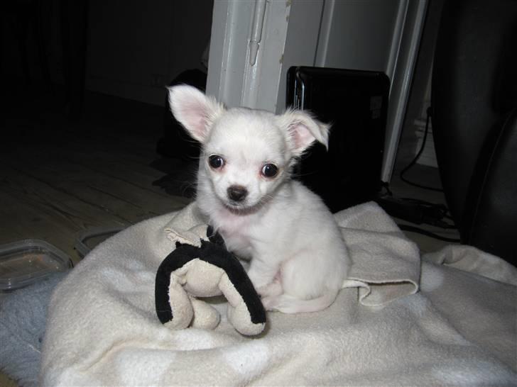 Chihuahua Molly billede 4