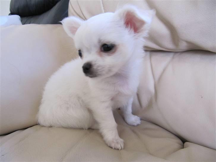 Chihuahua Molly billede 5