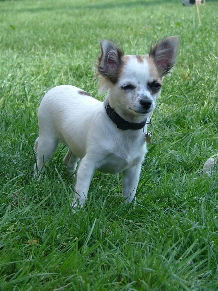 Chihuahua Chanel  billede 7