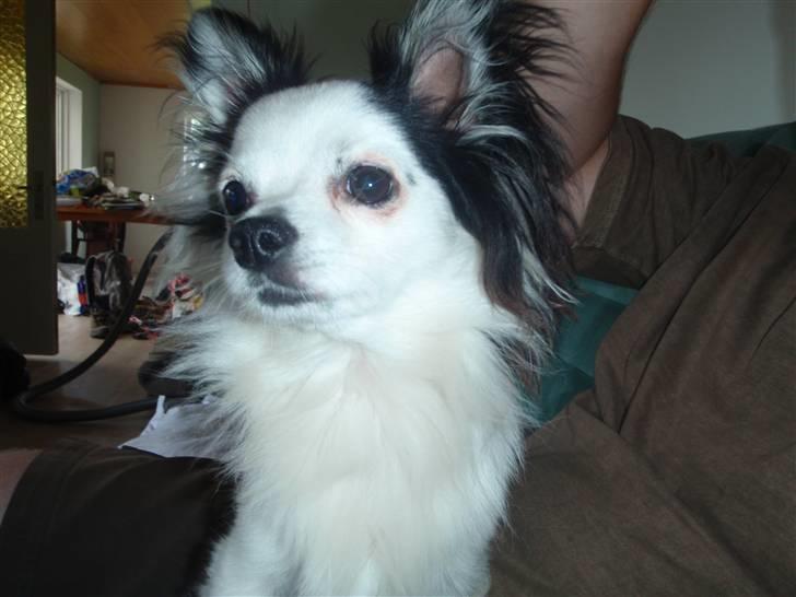 Chihuahua Bailey billede 19