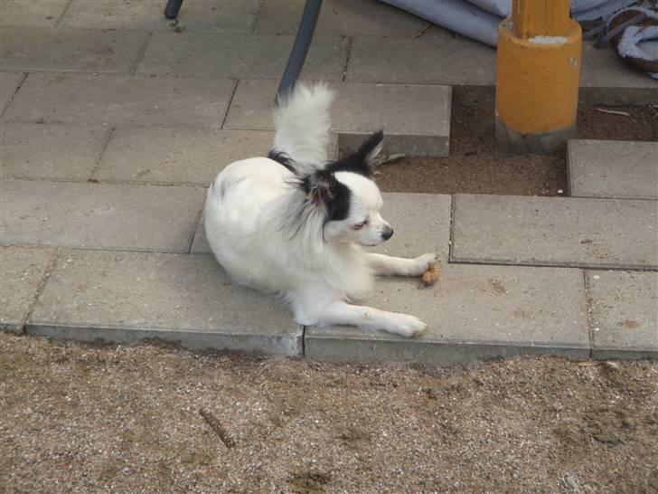 Chihuahua Bailey billede 20