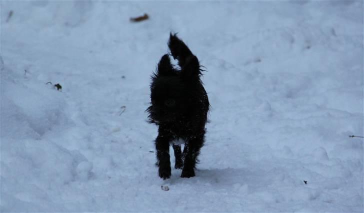 Chihuahua Ninja - Oktober 2010 5 mdr. gammel :) billede 1