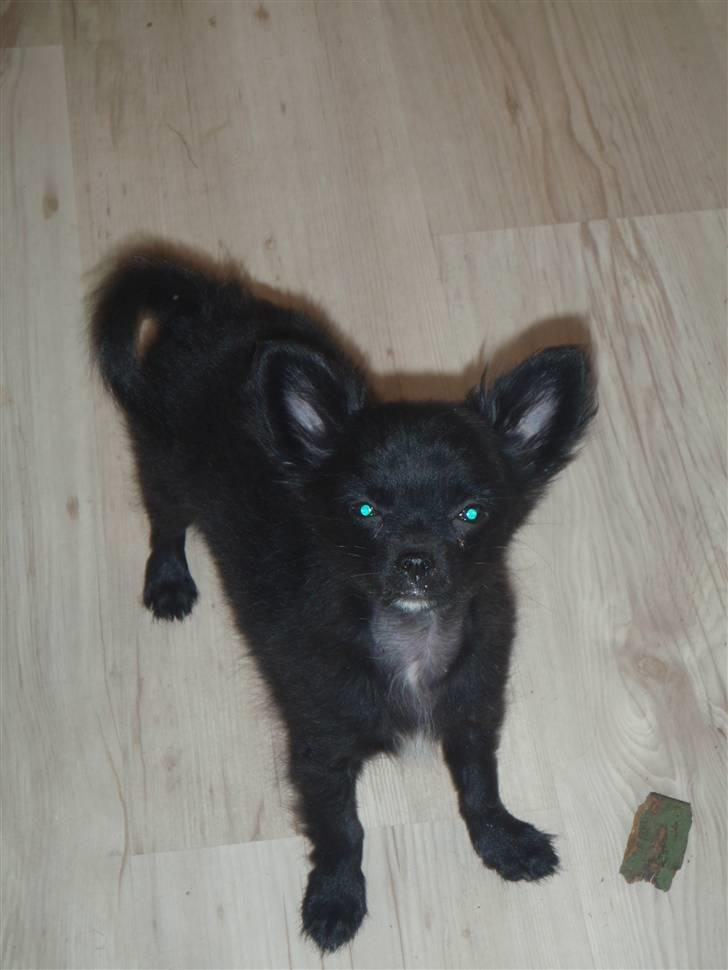 Chihuahua Ninja billede 2