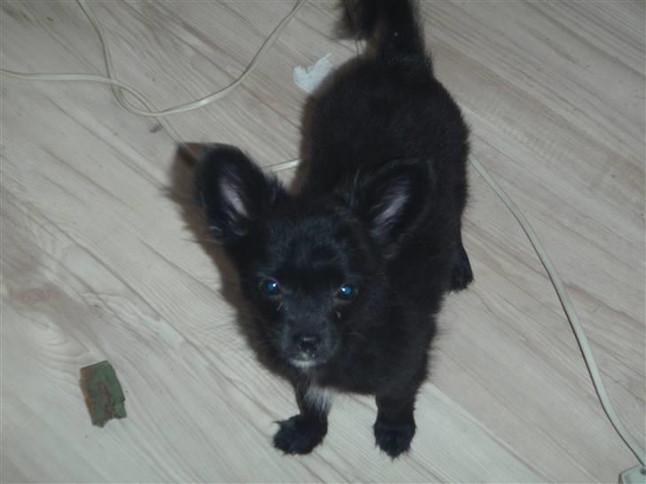 Chihuahua Ninja billede 3