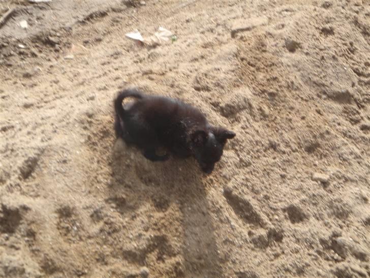 Chihuahua Ninja - Grave! billede 4